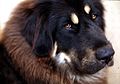 Tibetan Mastiff