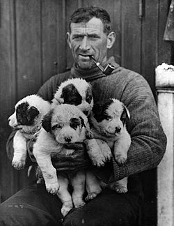 A rugged-featured man in a turtleneck jersey, pipe in mouth, is seated holding four small puppies, each mainly light-coloured with dark markings