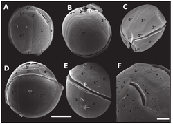 C. palmyrensis (Stamm LM-076)[T]