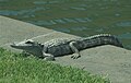 Alligator at Fort Pulaski (2005-04-20)