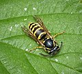 Gemeine Wespe – wehrhaftes Vorbild (Weibchen haben Stachel)