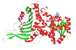 Glucose-6-phosphat-Dehydrogenase