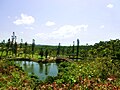 東南植物楽園