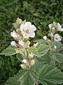 Althaea officinalis