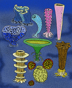 Various species of Cambrian sponge-like animals, known as Archaeocyathans.