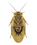 Museum specimen ♀△ - Ventral side