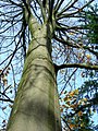 Image 49Northern beech (Fagus sylvatica) trunk in autumn (from Tree)