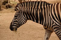 Chapman's Zebra