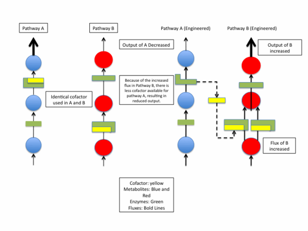 Example of how Cofactor Engineering can be used to engineer one pathway to influence another.