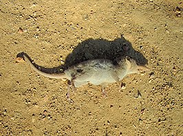 Crocidura hirta