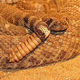 Texasi csörgőkígyó (Crotalus atrox)