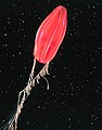 Kırmızı tentakülleri görülen bir Taraklı hayvan