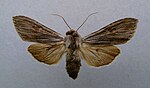 Cucullia lactucae – Specimen