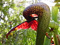 Darlingtonia californica