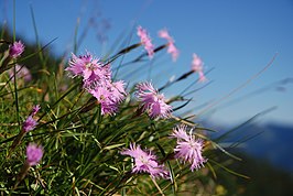 Dianthus sternbergii