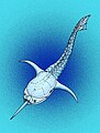 Reconstruction of recently discovered species, D. arctica