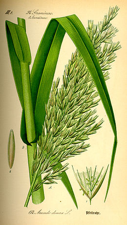 Arundo donax