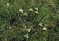 Iris fernaldii