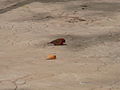 Senegalamarant Red-billed Firefinch male