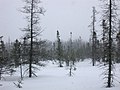 Larix laricina