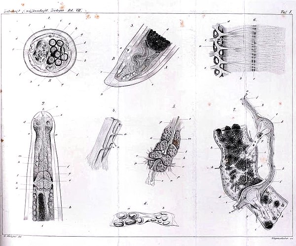 Mermis nigrescens. Fig. 1. Dwarsdoorsnede ongeveer in het midden van het lichaam. Fig. 2. Kopeind. Fig. 3. Staarteind Fig. 4. Enkele spiervezels. Fig. 5. Hersenen (Kopganglien en zenuwring) Fig: 6. Zenuwen verbonden met de spieren. Fig. 7. Verteringsstelsel. Fig. 8. Uitscheidingsorgaan.