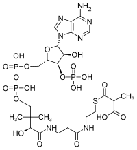 Struktur von Methylmalonyl-CoA