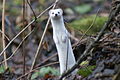 Wezel (Mustela nivalis) in wintervacht in het Oerbos van Białowieża.