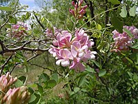 Specie Robinia neomexicana