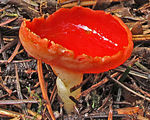 Sarcoscypha coccinea in Oregon, U.S.