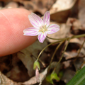 Spring Beauty