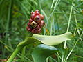 Fruchtstand mit reifen Beeren