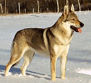 Tschechoslowakischer Wolfhund