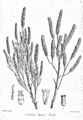 Tamarix dioica