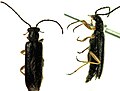 Techmessa longicollis (Pilipalpinae)