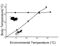 This image shows the difference between endotherms and ectotherms. The mouse is endothermic and regulates its body temperature through homeostasis. The lizard is ectothermic and its body temperature is dependent on the environment