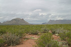Yucca, creosote, buffalo gourd, and mesquite typify the plants in the Chihuahuan Desert