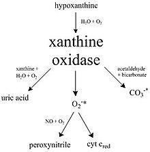 Schemat przedstawiający szlaki katalizowane przez oksydazę ksantynową.
