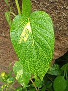 Grünes Blatt mit gelblichen Blattadern