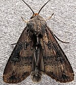 Agrotis ipsilon – Oberseite