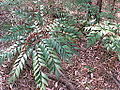 Bowenia Lake Tinaroo form in sclerophyll woodland near Lake Tinaroo, Atherton Tableland, far north Queensland