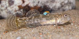 Chlamydogobius ranunculus