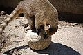 Photo of a coati on a ball