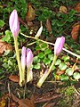 Colchicum speciosum opening