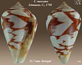 Conus mercator Linnaeus, C., 1758