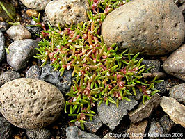 Crassula aquatica