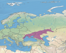 Pontisch-Kaspische Steppe