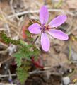 Erodium cicutarium