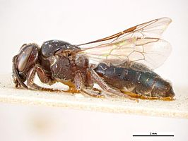 Euryglossa subsericea