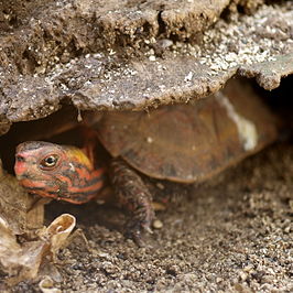 Japanse aardschildpad