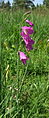 Réti kardvirág (Gladiolus imbricatus)